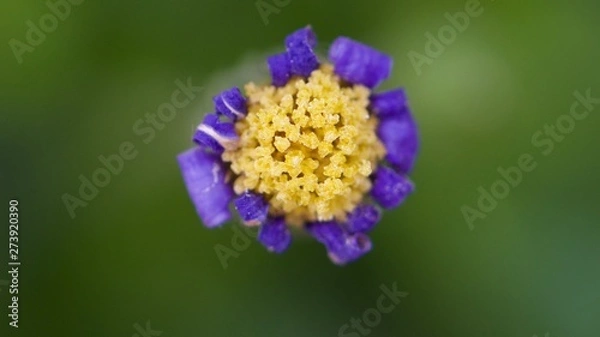 Fototapeta Purple flower