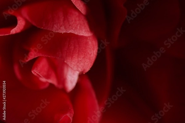 Fototapeta Red flower 