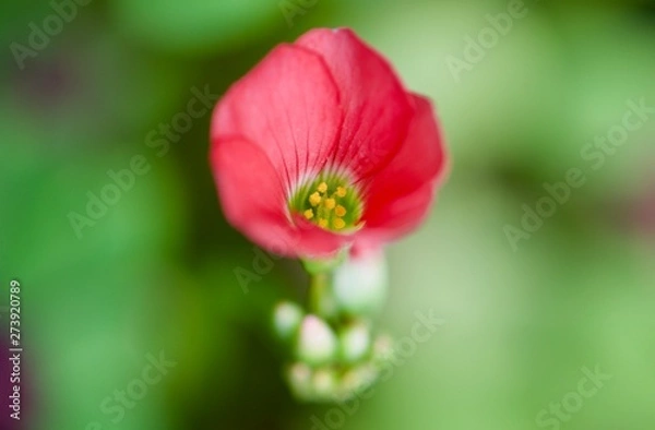 Fototapeta Little flower