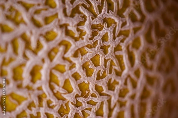 Fototapeta  melon close up