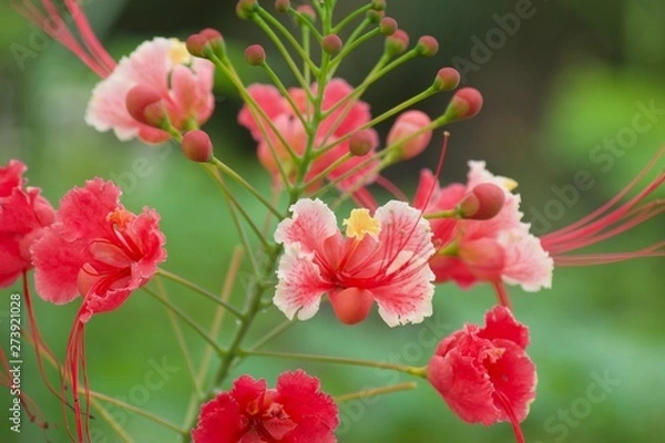 Fototapeta red flower