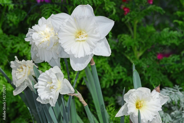 Obraz daffodils