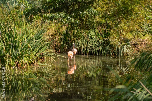 Obraz flamingos
