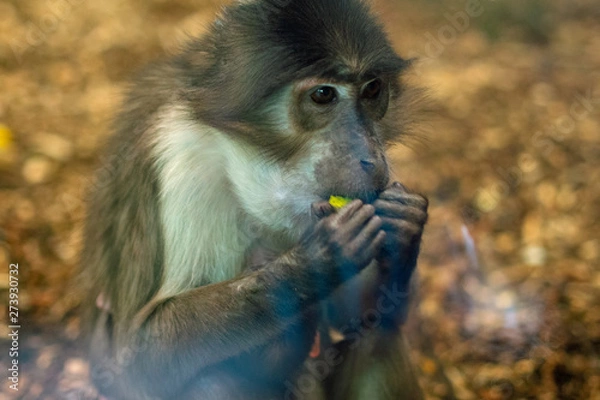 Obraz monkey having lunch