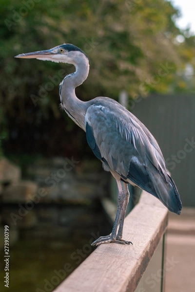 Obraz great blue heron