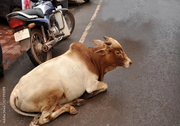 Obraz Kuh auf der Strasse