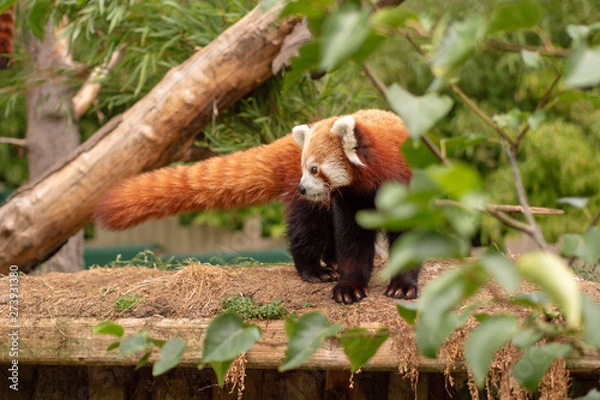 Obraz red panda in forest