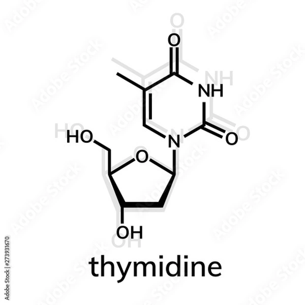 Fototapeta Thymidine chemical formula on whiite background