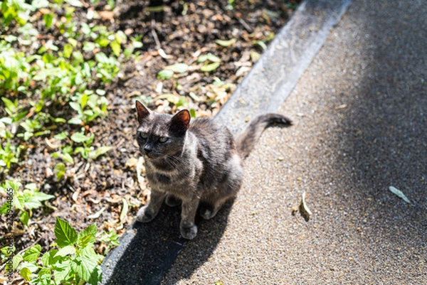 Obraz cat in the street