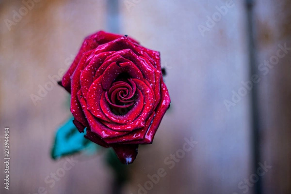 Obraz red rose