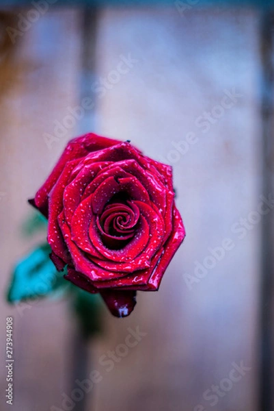 Obraz red rose