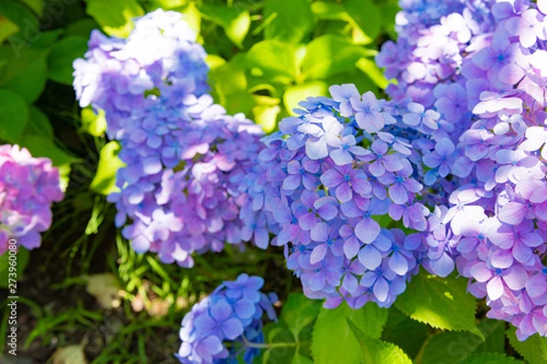 Fototapeta 初夏のアジサイ