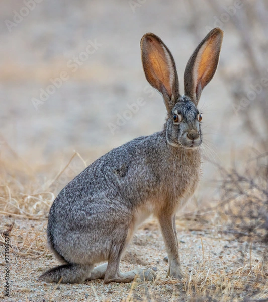 Fototapeta Black Tailed Jackrabbit