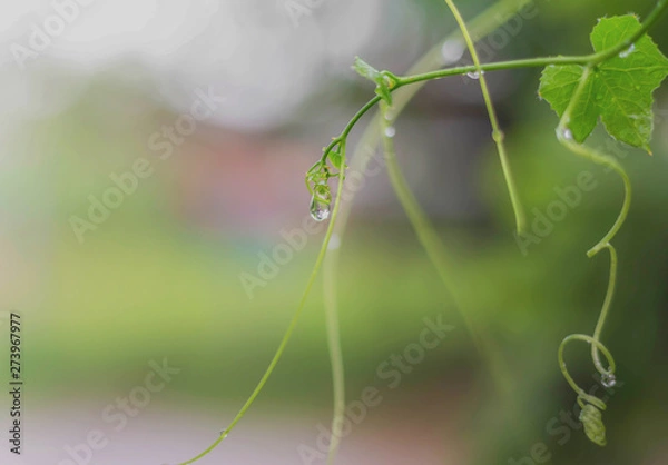 Obraz Ivy embraces water droplets after rain