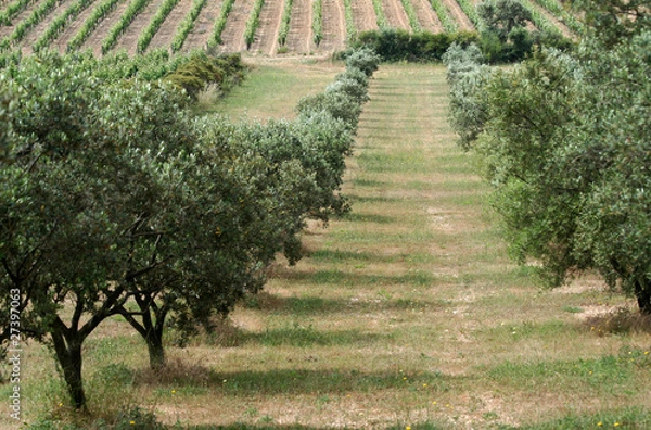 Obraz Alignement d'Oliviers