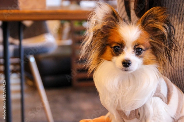 Obraz パピヨンとカフェ