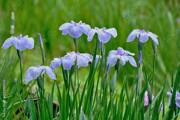 Fototapeta カラフルな花菖蒲の花が咲く