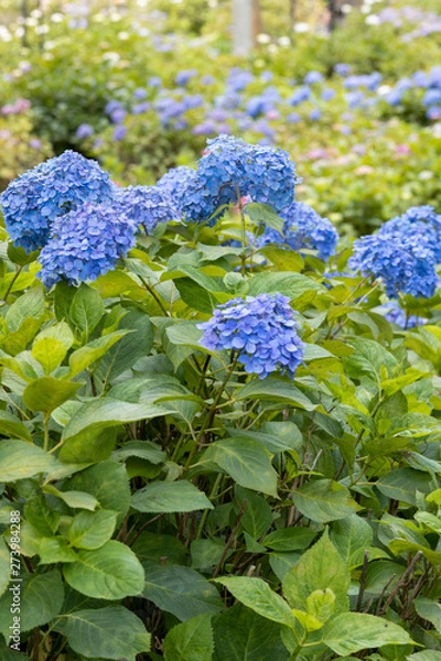 Fototapeta 6月の花　アジサイ