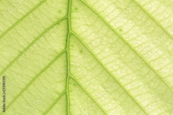 Obraz leaf vein abstract natural pattern background. diagonal stem line. green eco environmental and earth conservation concepts.