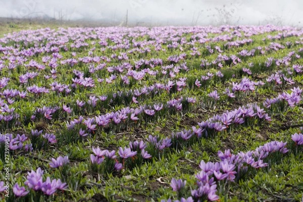 Obraz campi di zafferano