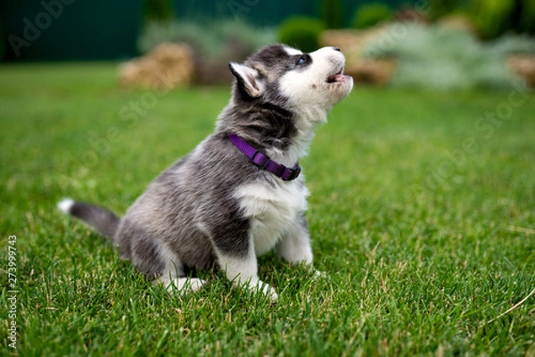 Fototapeta A little husky puppy howls on grass in the yard