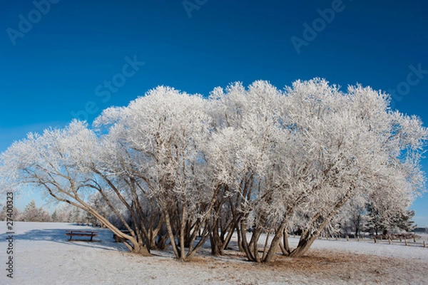 Obraz Trees and bench