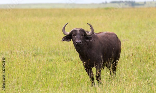 Fototapeta A buffalo is standing in the middle of the meadow in the grass landscape