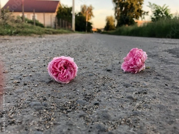 Obraz Roses on the pavement