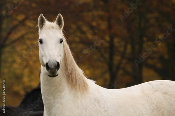 Obraz Schimmel im Herbst