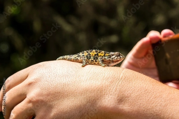 Fototapeta Little chameleon on hand posing
