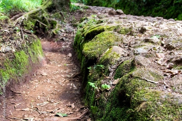 Fototapeta Moss on stones in forest