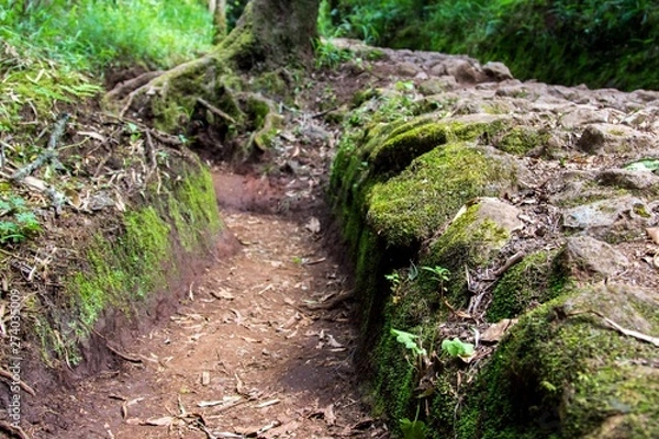 Fototapeta Moss on stones in forest