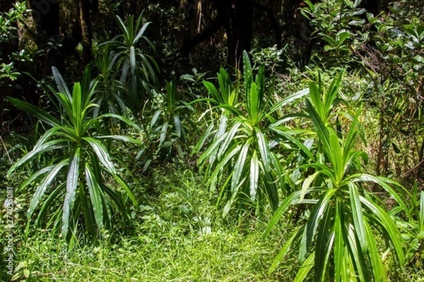 Fototapeta Jungle plants in Kilimanjaro national park