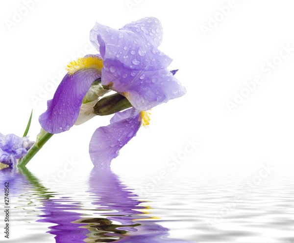 Fototapeta Iris i Pond