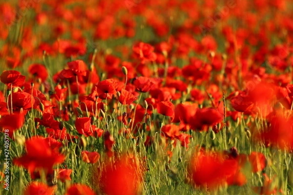 Fototapeta Klatschmohn