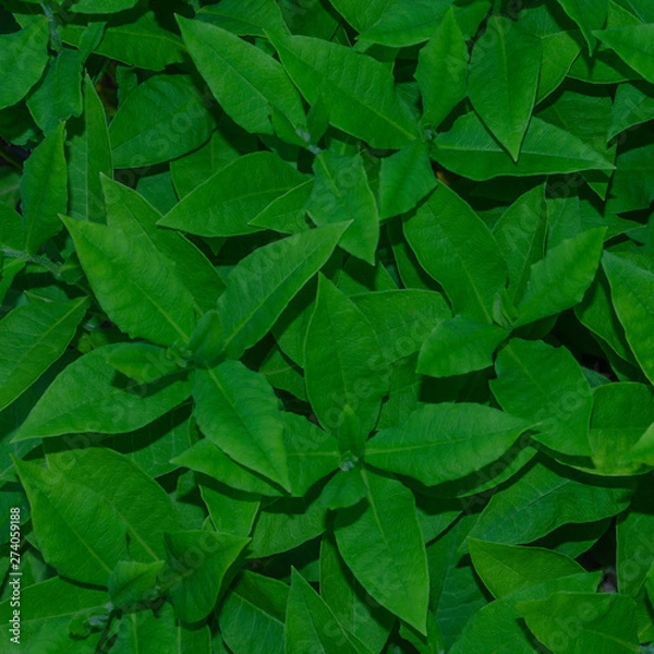 Obraz Green leaves pattern background, Natural background and wallpaper