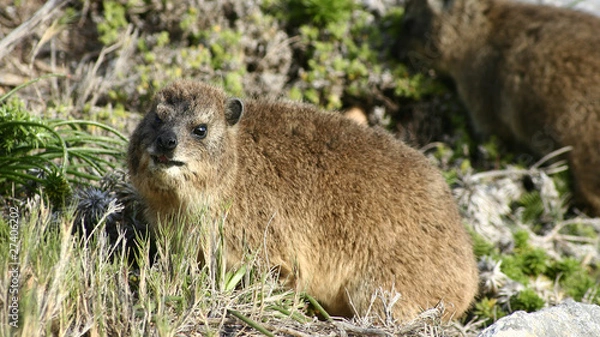 Obraz Daman du Cap 3