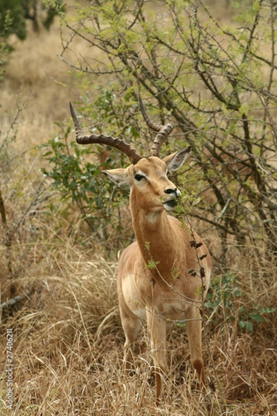 Obraz Impala