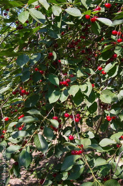Fototapeta Cherry on a tree with leaves.