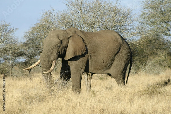 Obraz Eléphant d'Afrique