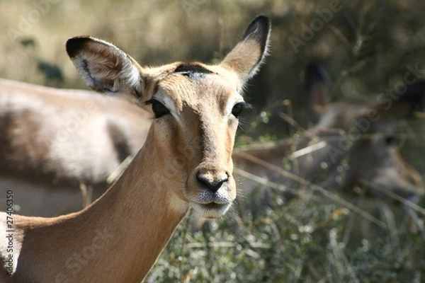 Obraz Impala femelle