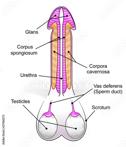 Obraz Penis/testicles diagram