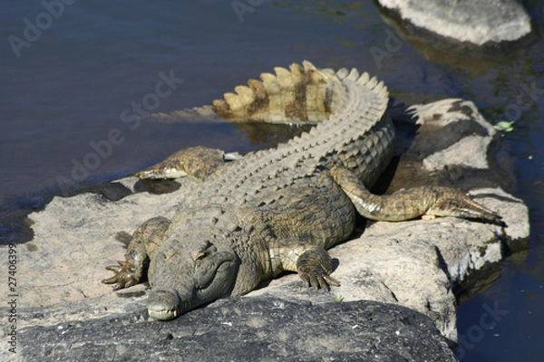 Obraz Crocodile