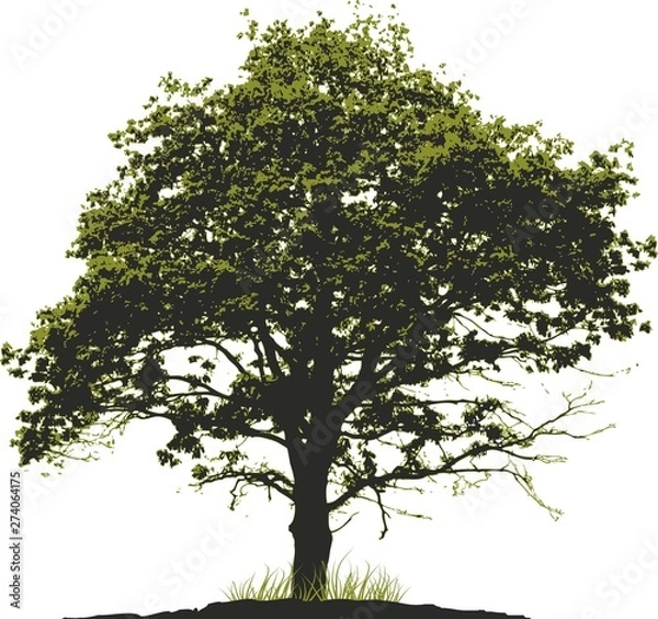 Obraz Árbol