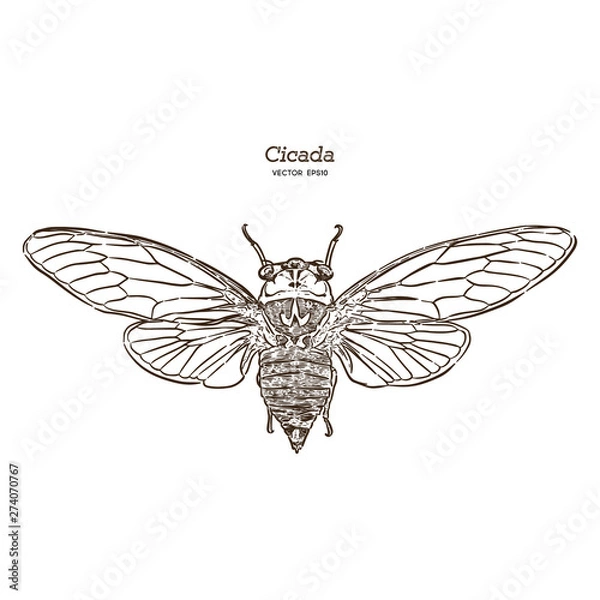 Obraz Cicada, hand draw sketch vector.