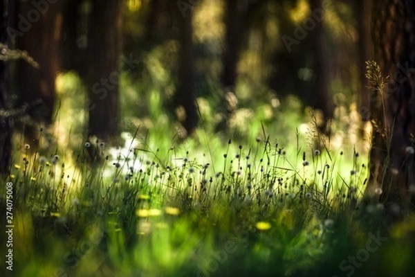 Fototapeta grass growing between pine trees