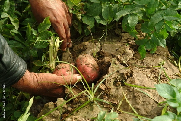 Fototapeta ciągnąc spud