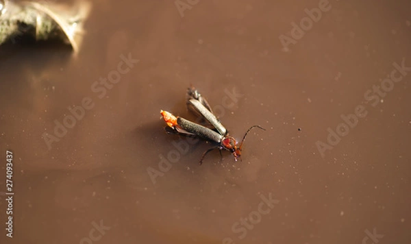 Fototapeta Drowning beetle in a puddle