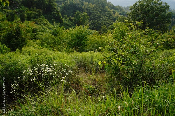 Fototapeta 千早赤坂村の風景