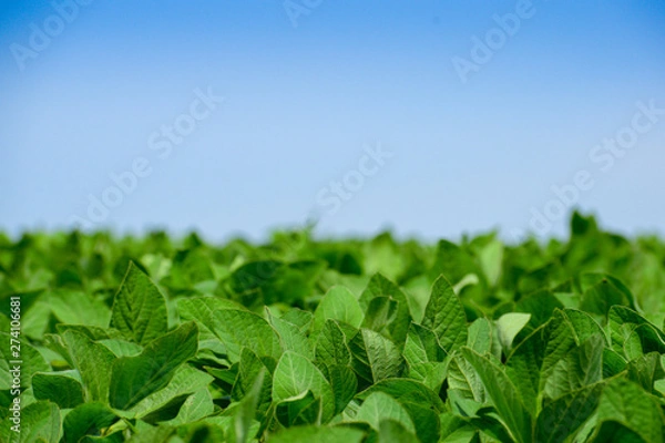 Obraz Soybeans on the field